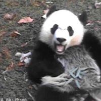Pattie (@madaboutbei) 's Twitter Profile