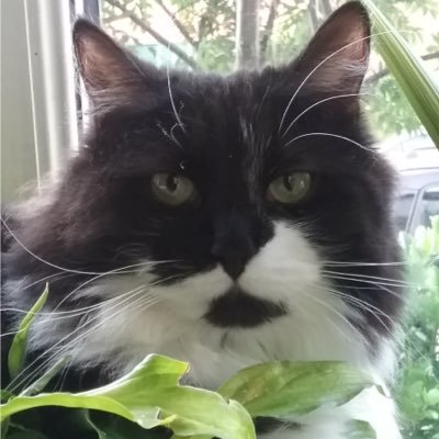 MollyMoggy26 Profile Picture