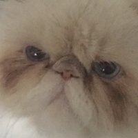 PROFESÖR———GOD (@sus_maaa) Twitter profile photo