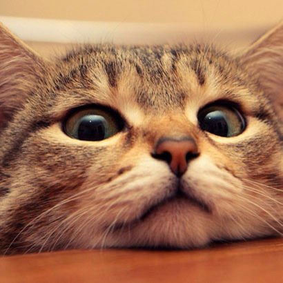 unalkose27's profile picture. 🖤MyDisscord:BİRKAN#5183🖤
　　　             ___  
　　　　　／＞    フ
　　　　　| 　.　  .l
　 　　　／` ミ＿xノ
　　 　 /　　　 　 |
　　　 /　 ヽ　　 ﾉ
　 　 │　　|　|　|
　／￣|　　 |　|　|
　| (￣ヽ＿ヽ)__)
　＼二つ