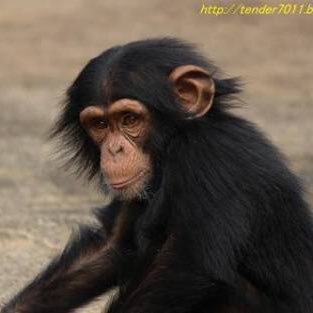 dimension0000's profile picture. 晒し用アカウント ツイート拡散してもらえると喜びます^^ ビジネス、エロ系のDM及びリプは即ブロックしまーす 全手動