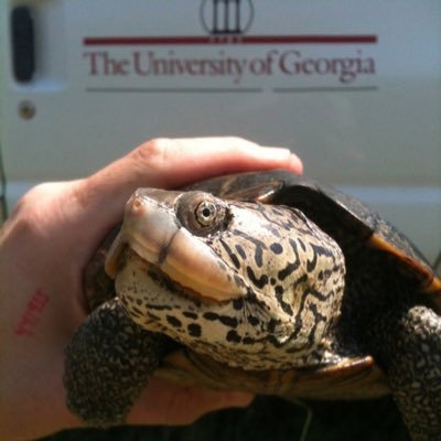 The University of Georgia has a rich history in Herpetology. This feed celebrates the work of current and former UGA Herpetologists.