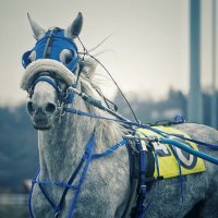 Presto Racing Stable (@presto_racing) 's Twitter Profile