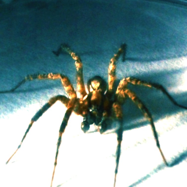 DerisoryDithers's profile picture. 