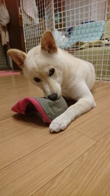 奈良犬の白柴遊。

苦手💦→音 小さくても大きくてもビクッとします😆
赤ちゃん👶子供😱
男の人👨😞

好き💕→家族、お友達犬、猫、雉、チーズ🧀

この間7才になりました🎂