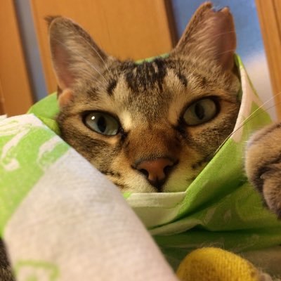 mugikakke's profile picture. 編み物とモンチッチが好きです🧶🐵