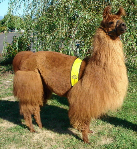 RojoTheLlama's profile picture. Therapy Llama Extraordinaire