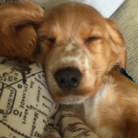 Fflur Lawton (@fflurl) 's Twitter Profile Photo