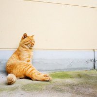 紺野 (@konnosuke33) 's Twitter Profile