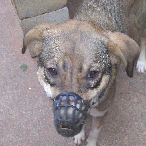 sgthampi's profile picture. I love Stray Dogs - The Indian Mongrel, I run my own Dog Shelter in Bangalore Rural. Investor, Trader, Cook and Dog Father for 17 strays
