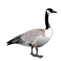 Goose-Crossing.com (@goose_crossing) 's Twitter Profile