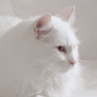 sneakyzigzagboom (@sneakyzigzagboo) 's Twitter Profile