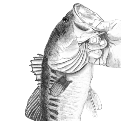 livelovefish's profile picture. 