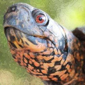 boxturtleworld's profile picture. All things turtle ... box turtles and all their turtle/tortoise cousins!