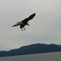 justadumbguy (@anotherdumbguy) 's Twitter Profile
