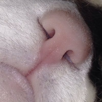 lologirl99's profile picture. The Wonder of Cats. The Luxury of bed, literature, yoga, shoes, jazz & cocktails. 🐈