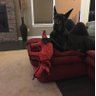 LynnBenson28's profile picture. Director Shows and Trials and Show Chair for  The OKC, Retired Teacher RCDSB, Ottawa Senators , SRU Fan, Great Dane and Staffy Mum. A born Fifer!🏴󠁧󠁢󠁳󠁣󠁴󠁿