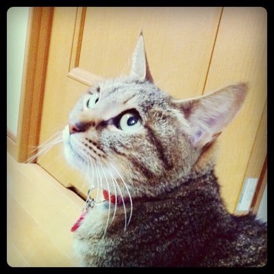 kanadexvc's profile picture. 自称チェロ弾き/週末どこかで弾いてます/猫派/事務屋