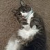 Catholic(Cat)Mom (@catholiccatmom) Twitter profile photo Catholic(Cat)Mom (@catholiccatmom) Twitter profile photo