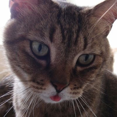 darkplume's profile picture. 我只是一個路過的遊戲企劃而已。