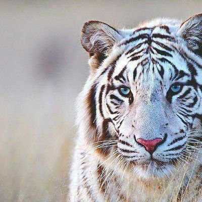 CecilyNat's profile picture. Raise your glass if your are wrong in all the right ways