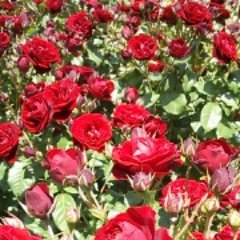 g7y5q's profile picture. 犬が大好きです。

よろしく☆おねがいしまーす

xｊapan【amethyst】♪　
e.yazawa【もう一人の俺】♪