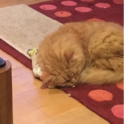 an_unusual_dame's profile picture. Crazy cat lady and editor extraordinaire