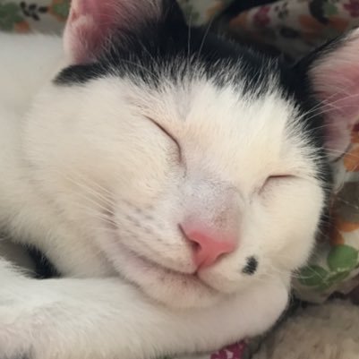 janchanjumbo's profile picture. 産経新聞の猫カメラマン_尾崎修二。「NO CAT NO LIFE」「故郷は福岡・沖縄・広島」ツイートは個人の意見です←一応、念のため（笑） そして今年も！　https://t.co/8LE3jyhUZ4 ←猫カレンダー作ってます！