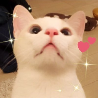 高度に擬態したぷよよ🍣🧀🦀さんのプロフィール画像