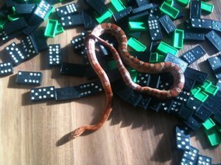 flippysnake's profile picture. 