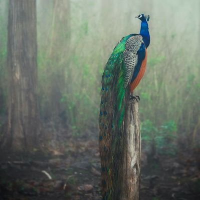 Gupta28Payal's profile picture. Mind your own business