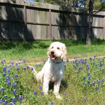 Candice Lehman On Twitter Check Out This Item On Nextdoor Ncl