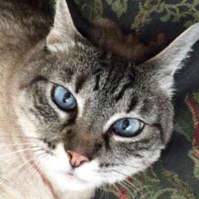 MaMaKiKi888's profile picture. Sweet & Sassy Kitty is now #otrb 🌈💜..#MMKK Member #PinkAngels #Aviators #wlf Cpl. #ZSHQ #Southmeow ❤️my sweetie Muggs @billone_joanne