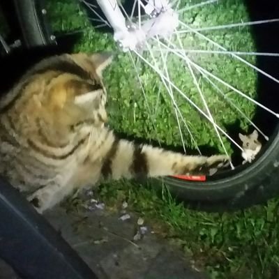 wehtrick's profile picture. De très mauvaise le matin, par principe.