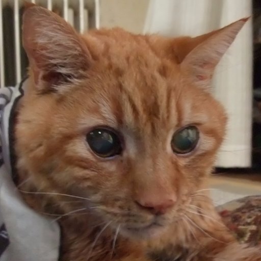 Michael_the_Cat's profile picture. 