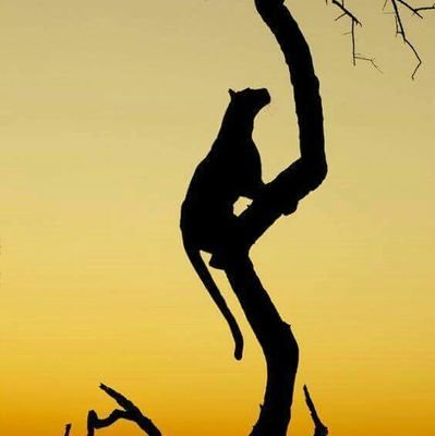 gefemano's profile picture. 