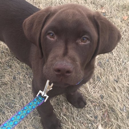 I'm Zipper, a Freedom Service Dog in training. You can follow my progress on FOX31 Denver KDVR, part of 