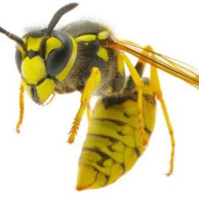 orthodoxic's profile picture. Ephesians 6:12 For we wrestle not against flesh and blood, but against principalities, against powers, against the rulers of the darkness of this world...