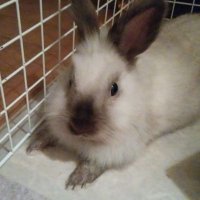 soul  soy  sauce  🐰 (@control51653190) Twitter profile photo