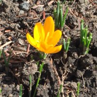 Julia Aquino (@jaquinomd) 's Twitter Profile