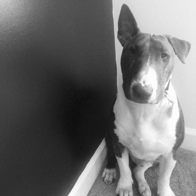 I think dirty panties and humans are awesome. I also enjoy barking at shadows and making 5 piles out of 1 shit.