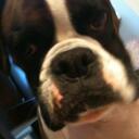 Hector Lam - @hectorthepooch - Twitter