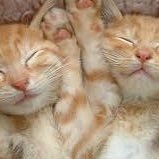 kanrozoo's profile picture. 「こんな人達」の一人 #肉球新党党員