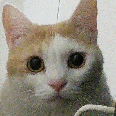 一生さんが萌え。沖田総悟も萌え。YouTuberにハマっているかも…。ポキナーであり、ボン人。
銀魂とかラブライブ！とかあんスタ！とかホラゲとか浦島坂田船とか。
爆発しそう。(茅野からかのこ。に名前変更)