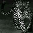 monaa_alkhalaf's profile picture. المرء يعرفُ في الأنام بفعلهِ، وخصائل المرء الكريم بأصلهِ.