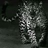 monaa_alkhalaf's profile picture. المرء يعرفُ في الأنام بفعلهِ، وخصائل المرء الكريم بأصلهِ.