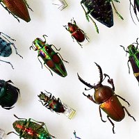 箕面公園昆虫館 (@mino_insect) 's Twitter Profile