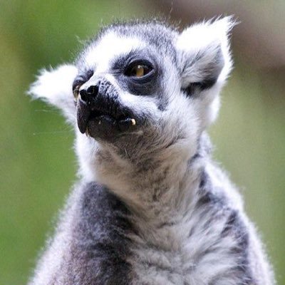 madabouttru's profile picture. 