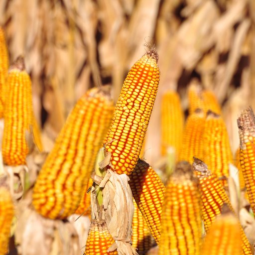 Asignatura de Producción de Cereales de la Facultad de Agronomía y Veterinaria de la Universidad Nacional de Rio Cuarto.