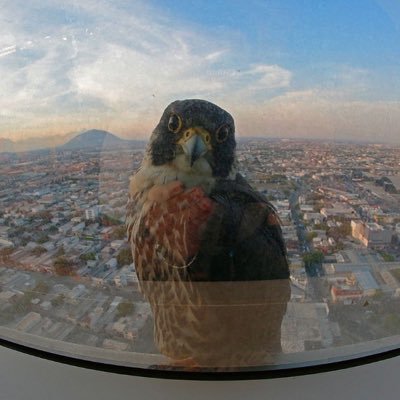 AGarza2300's profile picture. Success is not for those who think they can do something.., but for those who do.